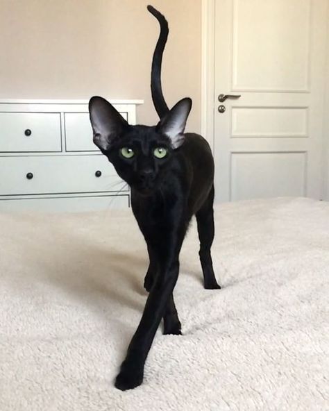 Postjak's tweet photo. Очень нравится испанское "gato" и украинское "кищька", потому что они лучше описывают два основных вида кошачьих, чем "кот" и "кошка"

Дело даже не в половых признаках, просто одни коты визуально gatos, а другие визуально кищьки https://t.co/K3n6UyME1r