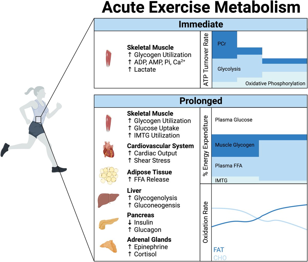 #Exercise induces tissue-specific adaptations to enhance #cardiometabolic health

we summarize the exercise-induced adaptations that occur within multiple tissues and how they converge to ultimately improve cardiometabolic health.
sciencedirect.com/science/articl…