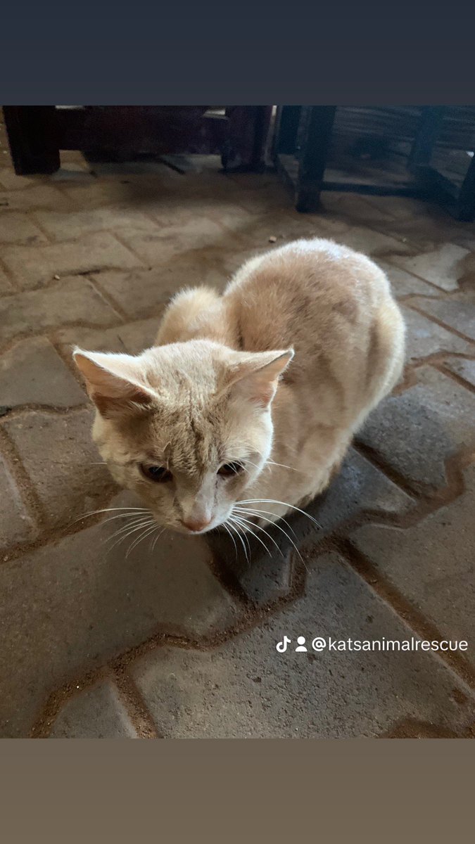 katsdog's tweet photo. through donating and sharing our story.🙏  please One act of kindness can make someone’s life better for once and for all, just do one act today to be that one in the million Because we are left with no food at our shelter for our animals.https://t.co/8SCaKdkBWb to; +256701306815 https://t.co/o0dGbJyguW