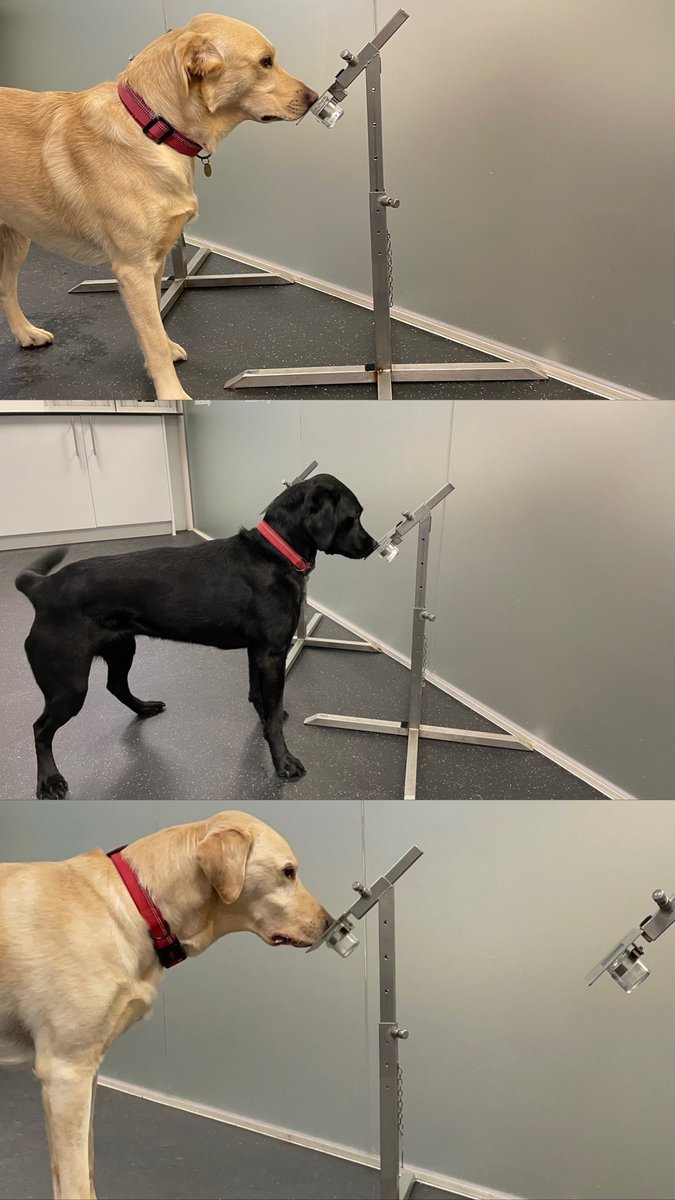 MedDetectDogs's tweet image. Our Bio Detection team has wasted no time getting down to business in the new year with lots of dogs in action in the training room.

Guy, Meg and Storm have been busy learning their target odours in return for treat rewards this week and soon picked up where their noses left off…