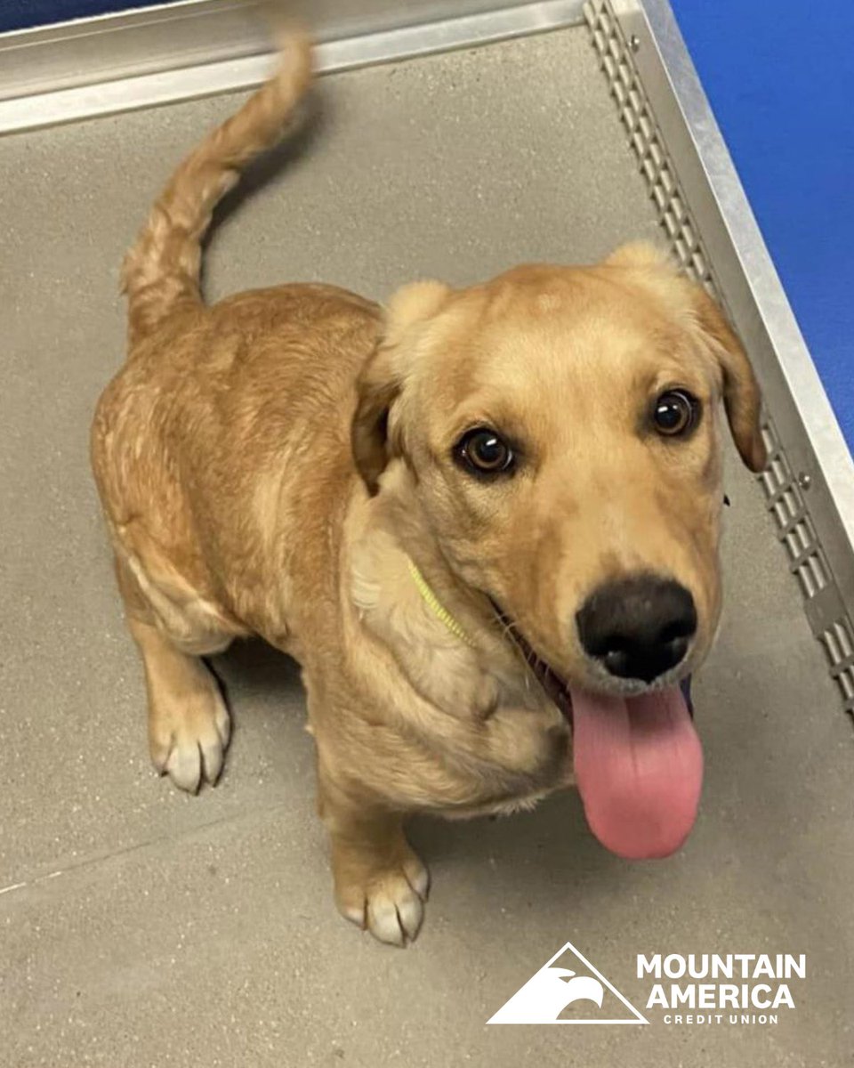 He's not Snoopy, but somehow he's still a PEANUT! 🥜 Our @MountainAmerica Pet of the Week is not a 'flying ace' by way of his dog house, however, he's still an ace in our book! 🃏 Put on some smooth jazz and learn all about this handsome guy at utahhumane.org/adopt 🎶