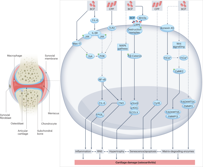 Cartilage calcification is a hallmark of osteoarthritis. What are the molecular mechanisms of calcium crystal formation in chondrocytes, the effects of crystals on cells in the joint, and potential targets for the treatment of osteoarthritis and other calcification disorders?