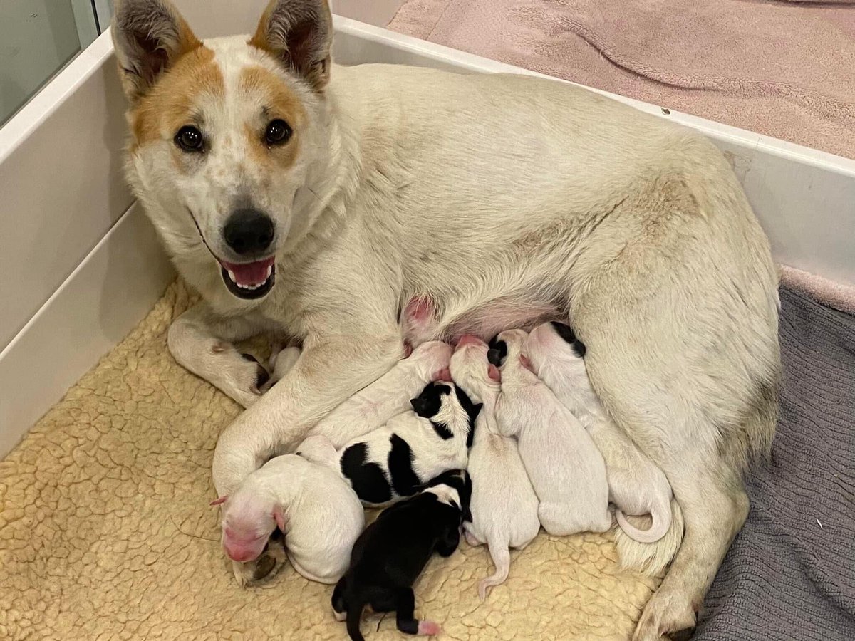 lostdogrescue's tweet photo. 🐾 NEW PUPPY ALERT 🐾

Emmy's story highlights the beauty of rescue, but it also underscores the critical need for spaying and neutering to prevent unplanned litters. Help us spread awareness and advocate for responsible pet ownership! 🐕❤️ 

#spayandneuter #bobbarker #rescue https://t.co/rECz19OIt1