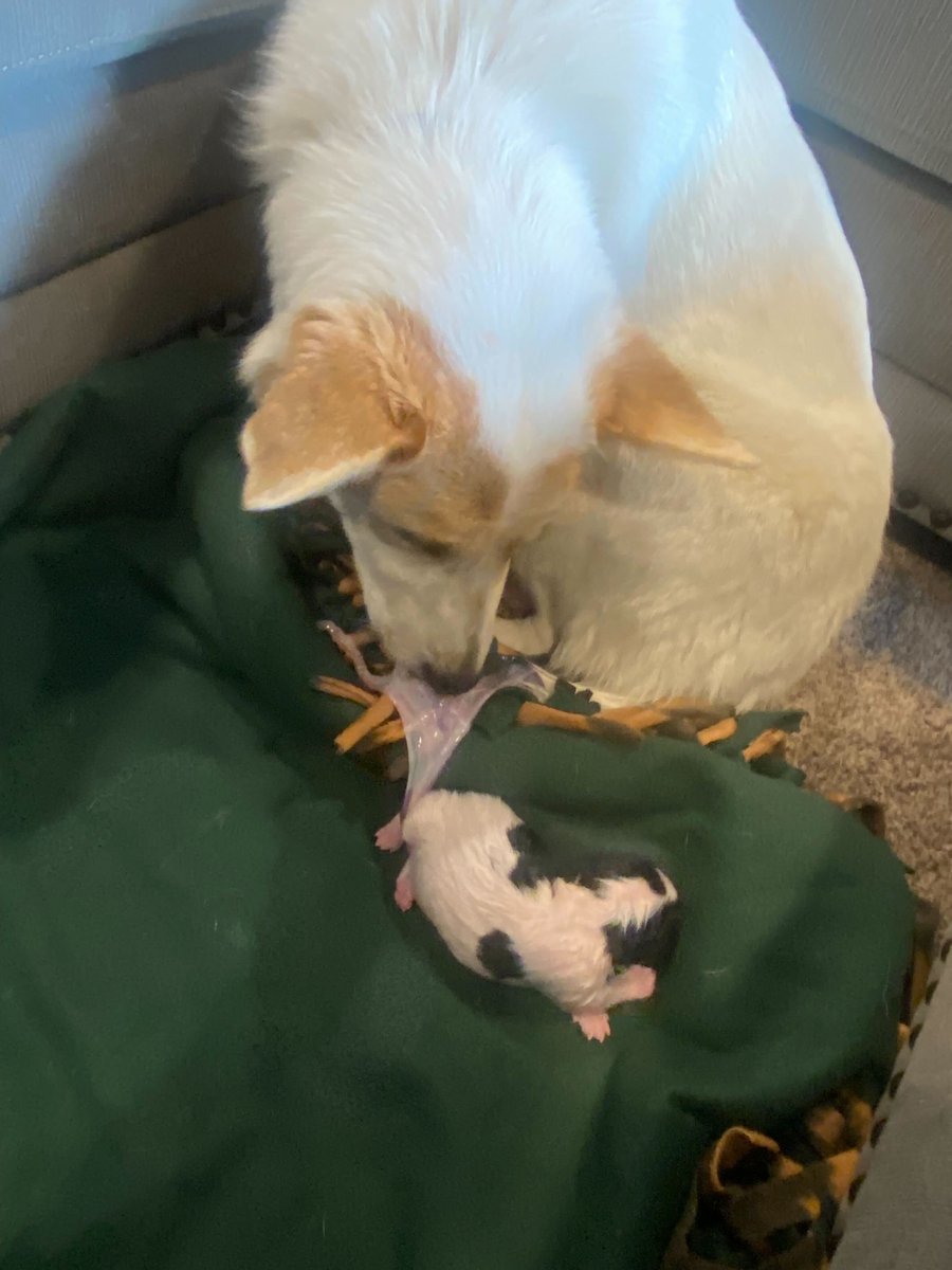 lostdogrescue's tweet photo. 🐾 NEW PUPPY ALERT 🐾

Emmy's story highlights the beauty of rescue, but it also underscores the critical need for spaying and neutering to prevent unplanned litters. Help us spread awareness and advocate for responsible pet ownership! 🐕❤️ 

#spayandneuter #bobbarker #rescue https://t.co/rECz19OIt1