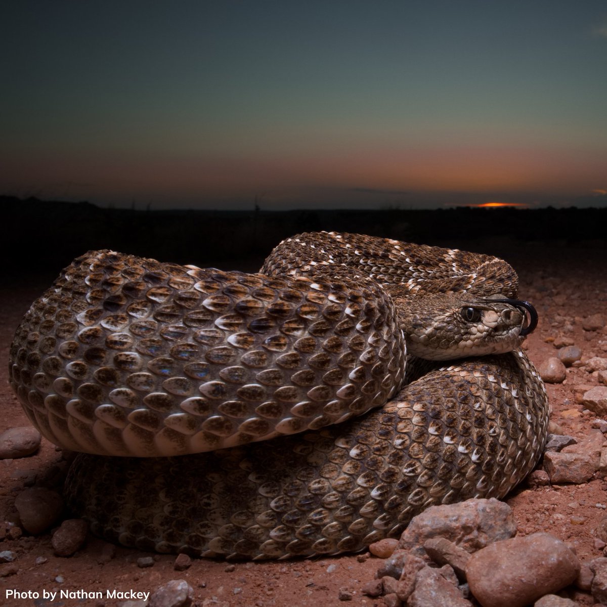 Oklahoma Department of Wildlife Conservation tweet media