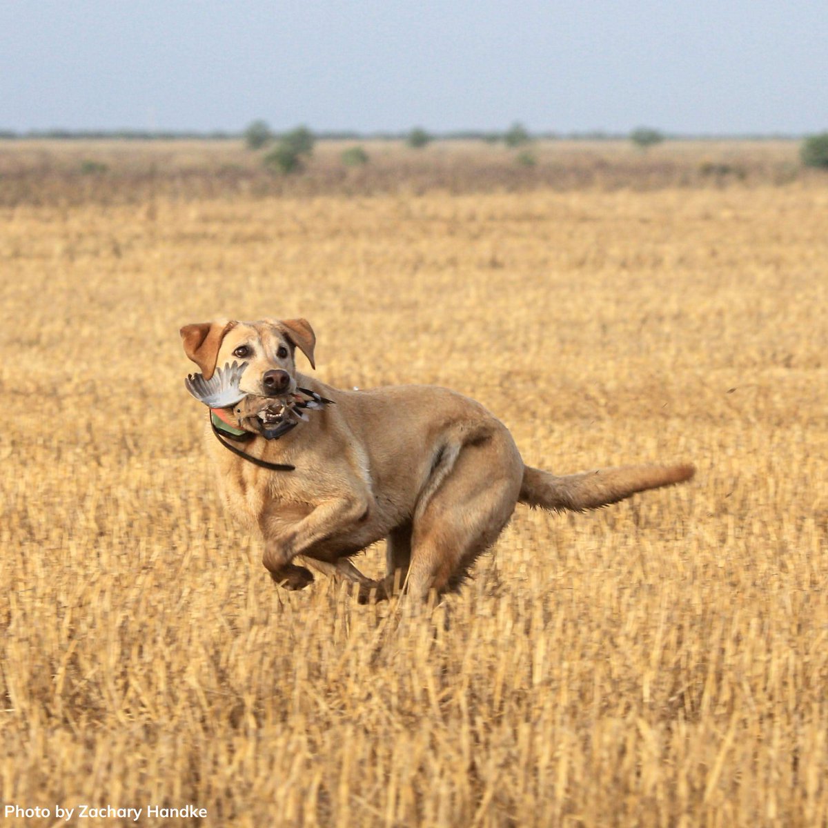 Oklahoma Department of Wildlife Conservation tweet media