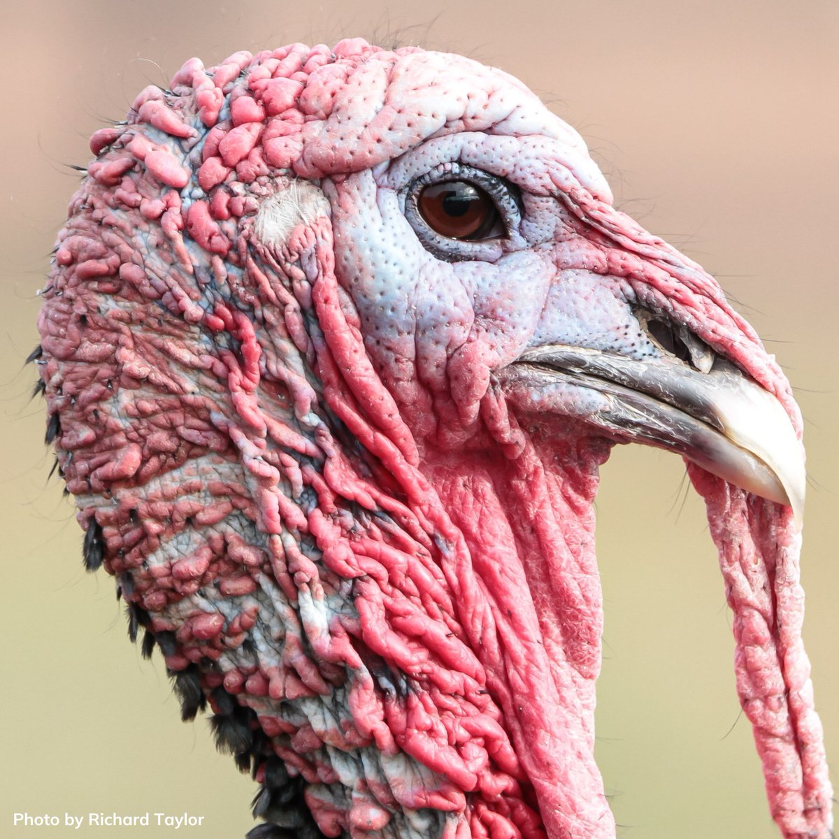 Oklahoma Department of Wildlife Conservation tweet media