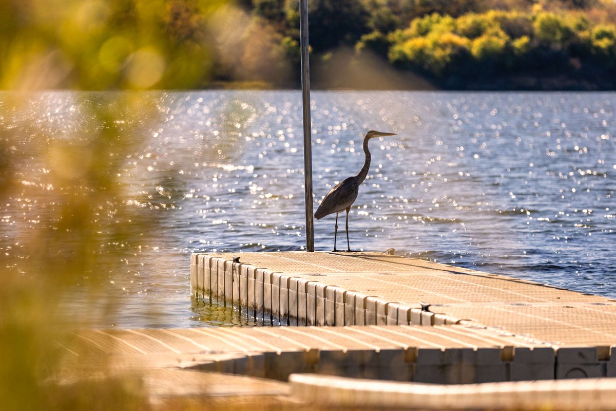Happy National Bird Day from Mozingo Lake Recreation Park! 🐦🦅 Embrace the beauty of our winged friends and comment your best bird captures from our stunning park. 📸 #NationalBirdDay #MozingoBirds