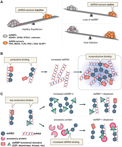 MolecularCell's tweet photo. The competitive landscape of the dsRNA world https://t.co/qdFIhVjamC https://t.co/D212WvCIl1