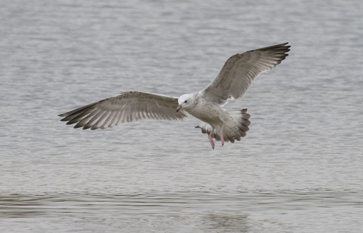 Steve Blain tweet media