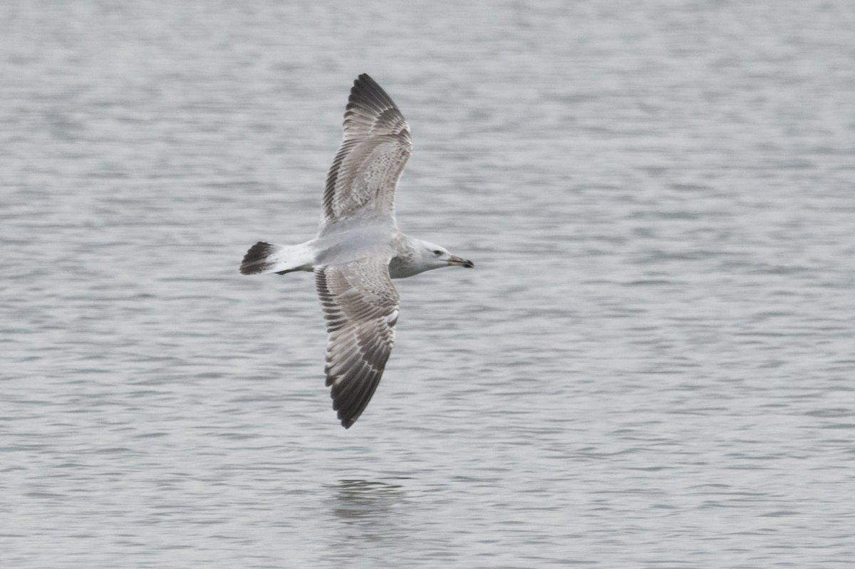 Steve Blain tweet media