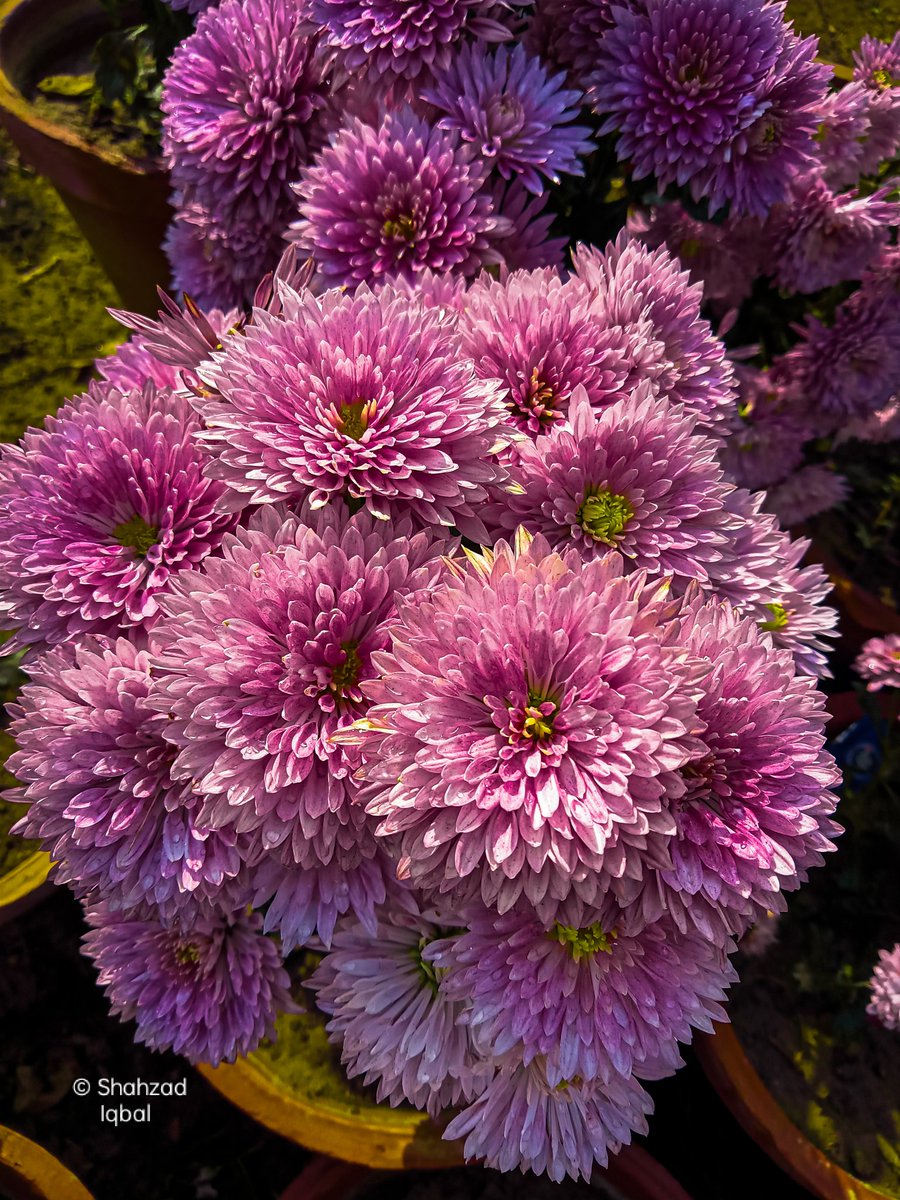 W_O_C_NFT's tweet photo. Pink Petals
#MorningVibes #beautiful #FlowersOnFriday #flowerpetals #FlowersOfTwitter #FLOWERS #flowerphotography #glowingskin #Blosom #livingthing https://t.co/z6hVargRBj