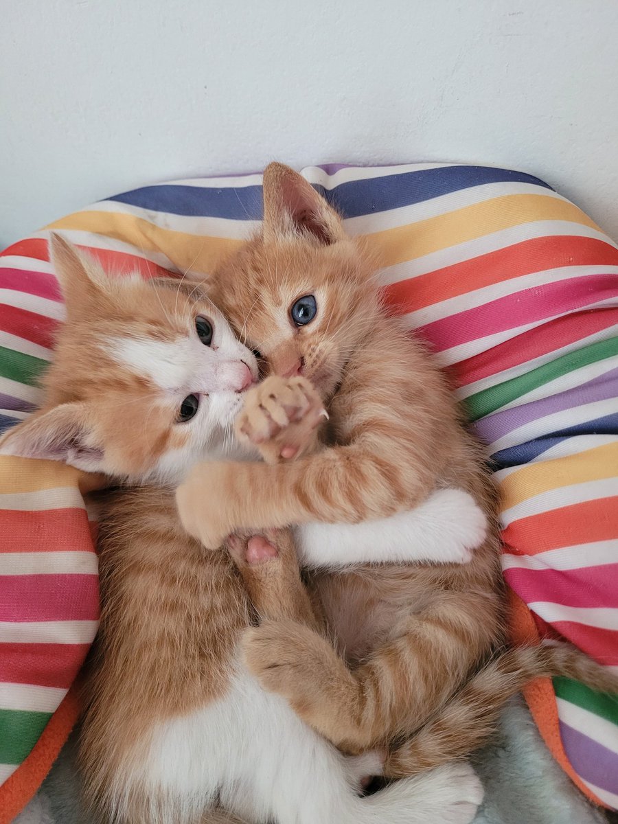 GabiMolinaw's tweet photo. Hola! Encontré unos gatitos abandonados en la plaza estaban en la basura, estan en buena salud, deben tener apenas un mes de vida. No los puedo tener porque vivo  en depto con perro 🐕 pero no los podía dejar solos.. por favor me pueden ayudar? Busco hogar urgente! https://t.co/z3yiOsdQLI