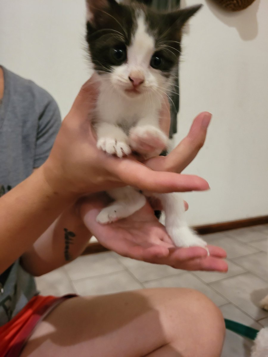 GabiMolinaw's tweet photo. Hola! Encontré unos gatitos abandonados en la plaza estaban en la basura, estan en buena salud, deben tener apenas un mes de vida. No los puedo tener porque vivo  en depto con perro 🐕 pero no los podía dejar solos.. por favor me pueden ayudar? Busco hogar urgente! https://t.co/z3yiOsdQLI