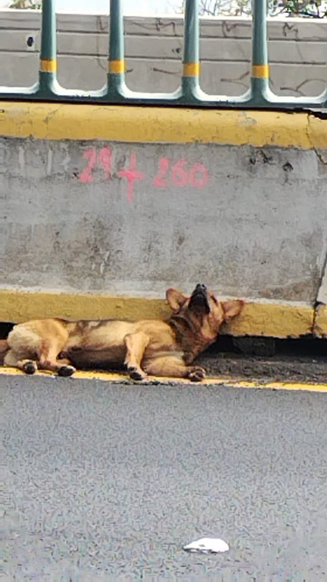 andrestorres_02's tweet image. Ayuda por favor!!! 

Hola! Me llamo Rufus y les cuento mi historia: me atropellaron en la autopista Mexico-Cuernavaca. Ya no me podía ni si quiera parar y estaba muy asustado porque no podía moverme. Afortunadamente una señora, con ayuda de otras personas