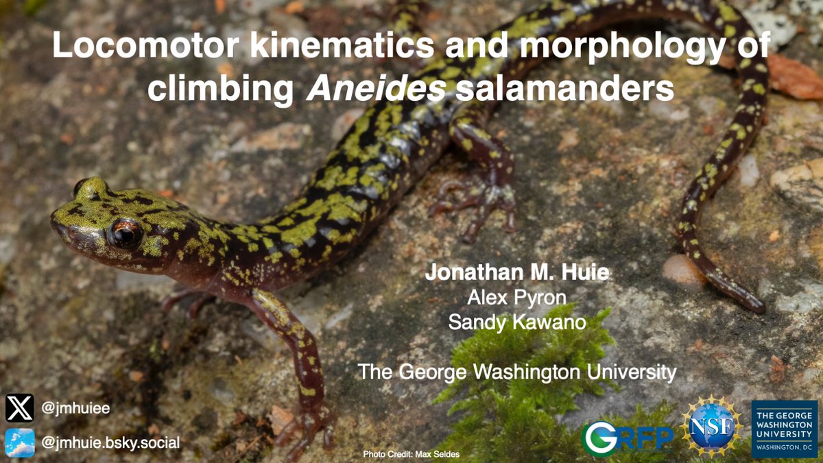 Hey #SICB2024 I'll be talking about how salamanders climb trees TOMORROW (Saturday) at 9:00 am in room 608