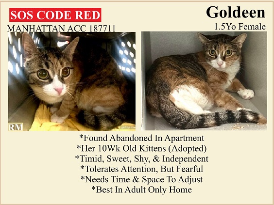 Renee' Martin (@sachikoko) on Twitter photo ๐CODE RED๐TBD SAT 1/6/24๐
๐FEARFUL 1.5YO #TORBIE KITTY "GOLDEEN"๐
๐ฟ๐FOUND ABANDONED IN APARTMENT, NOT THRIVING IN SHELTER
๐จNEEDS #ADOPTION #RESCUE #FOSTER ASAP๐จ
โถ187711 facebook.com/photo/?fbid=74โฆ
๐๐ฝ#ADOPT #PLEDGE #SAVEALIFE #AdoptDontShop
#MANHATTAN #NYCACC #CAT ๐CODE RED๐TBD SAT 1/6/24๐
๐FEARFUL 1.5YO #TORBIE KITTY "GOLDEEN"๐
๐ฟ๐FOUND ABANDONED IN APARTMENT, NOT THRIVING IN SHELTER
๐จNEEDS #ADOPTION #RESCUE #FOSTER ASAP๐จ
โถ187711 facebook.com/photo/?fbid=74โฆ
๐๐ฝ#ADOPT #PLEDGE #SAVEALIFE #AdoptDontShop
#MANHATTAN #NYCACC #CAT