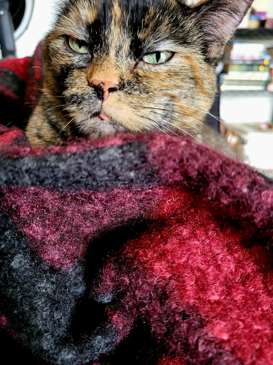 Most beautiful Stevie. #TORTIE #CatsOnTwitter #CatsOfX