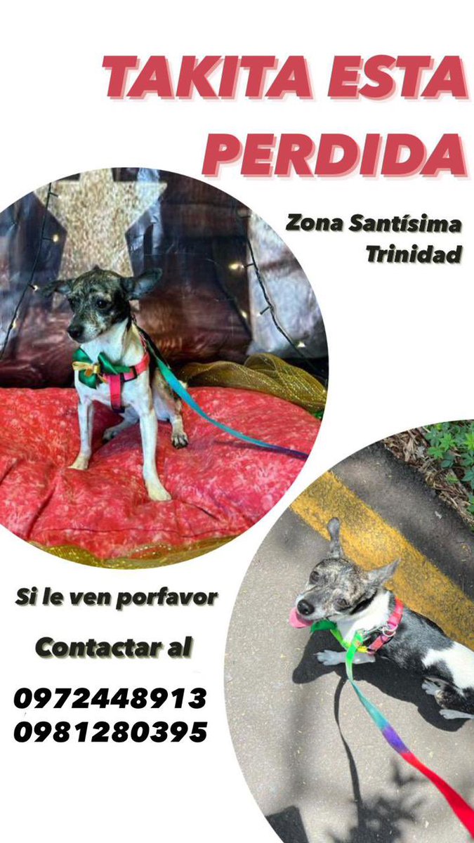 Zona Santísima Trinidad! Por favor si le ven a TAKITA llamen a esos números!! La hijita perruna de unos amigos 🥺 RT RT RT