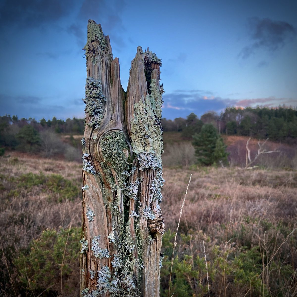 bernoid's tweet photo. Fencepost of the week #FencepostOfTheWeek https://t.co/ib7BB0tNQP