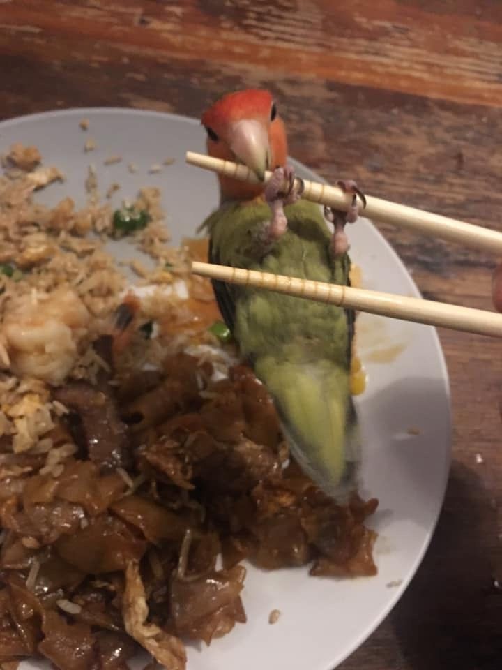 meu passarinho está aprontando neste exato momento.