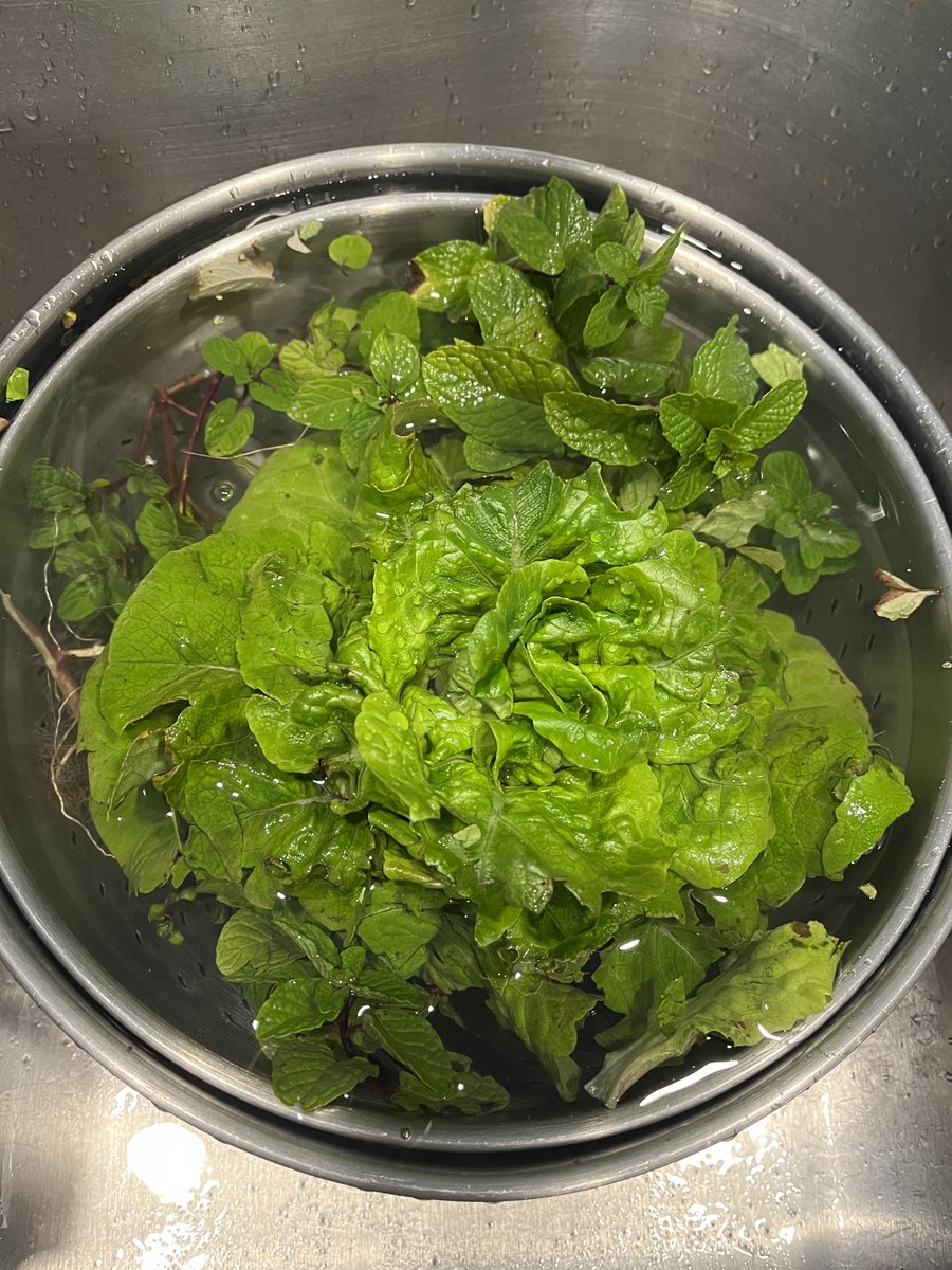Garden lettuce and mint taking a bath in the kitchen sink.  Who else is taking advantage of their home or community garden in the winter?