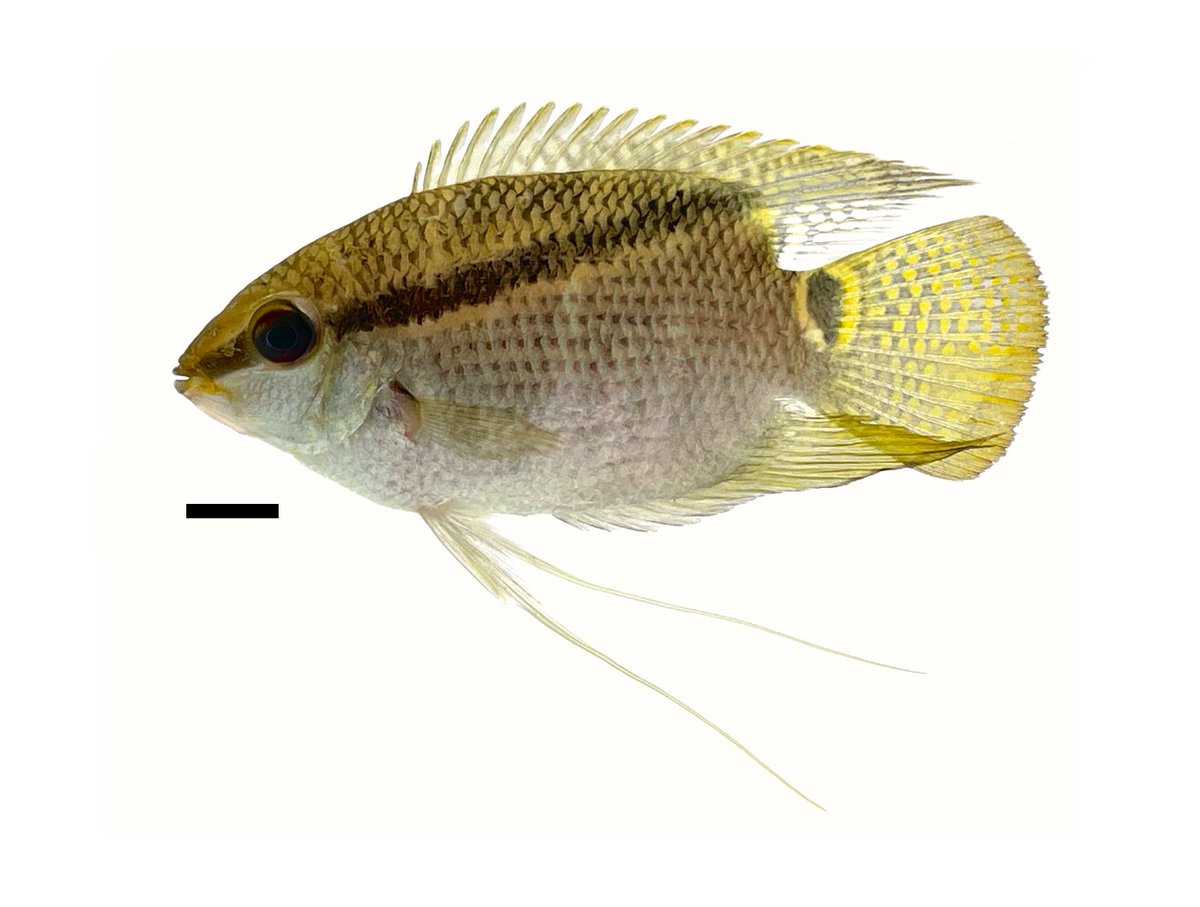 KevTorger's tweet photo. Mesonauta insignis
Laguna Negra, Guaviare River basin, Colombia December 2023 https://t.co/YOHQRSPEC4