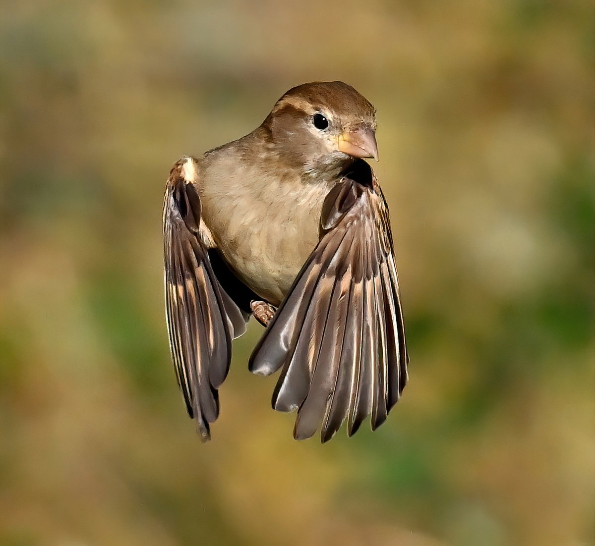 CarlBovisNature's tweet photo. Female House Sparrow posing in mid-air! 😍🐦 https://t.co/Lz6EmwlVTs