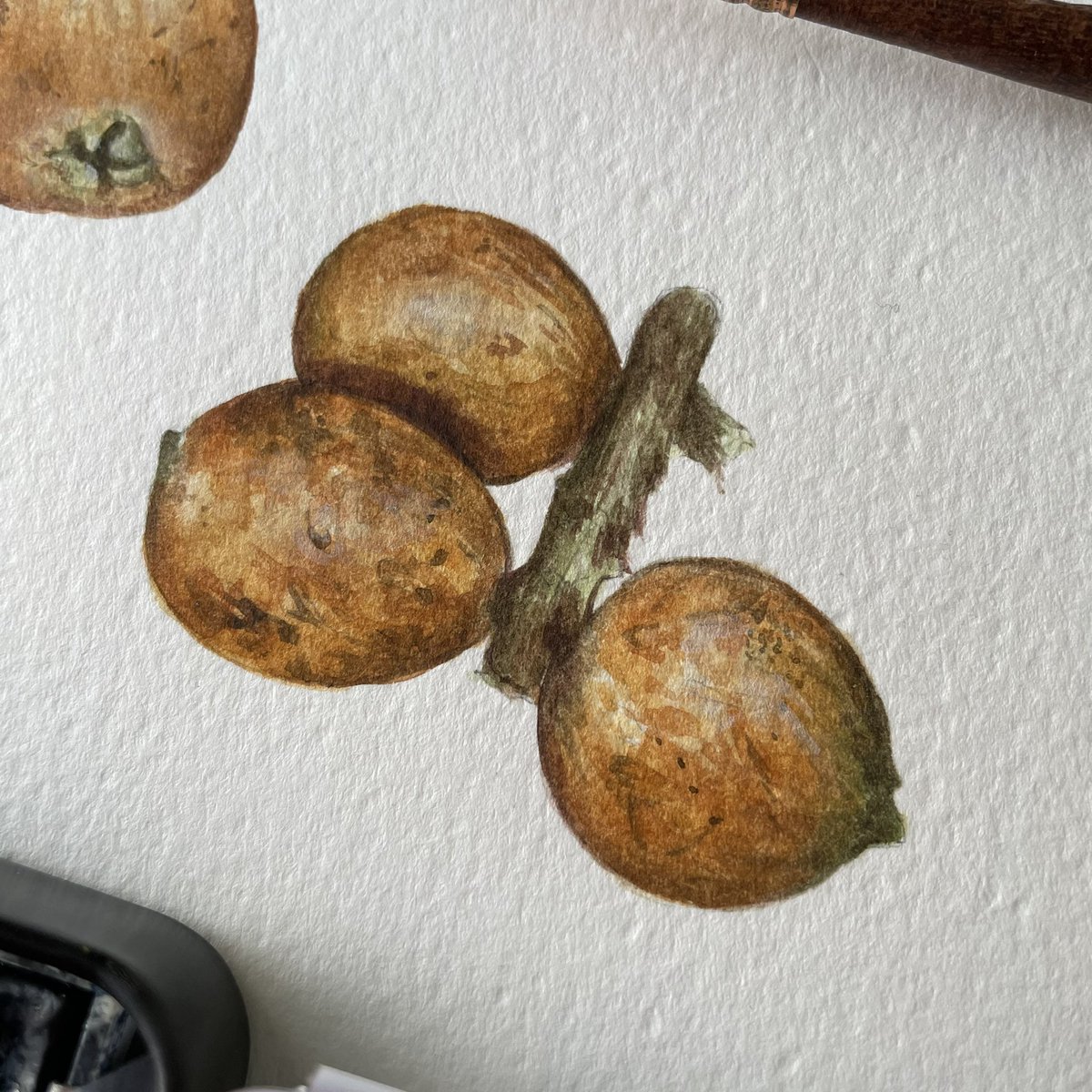Lucia_Antunes's tweet photo. Loquat // Watercolor demo
#scientificillustration #scientificart #scienceart #nature #naturedrawing #natureillustration #illustration #drawing #sketchbook #sketching #fieldsketching #fruit #botanicalillustration #botanicalart #watercolor #loquat #Eriobotryajaponica #fuitart https://t.co/718FYvDifz