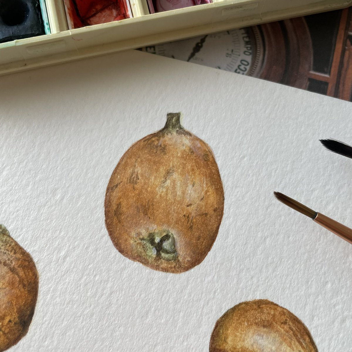 Lucia_Antunes's tweet photo. Loquat // Watercolor demo
#scientificillustration #scientificart #scienceart #nature #naturedrawing #natureillustration #illustration #drawing #sketchbook #sketching #fieldsketching #fruit #botanicalillustration #botanicalart #watercolor #loquat #Eriobotryajaponica #fuitart https://t.co/718FYvDifz