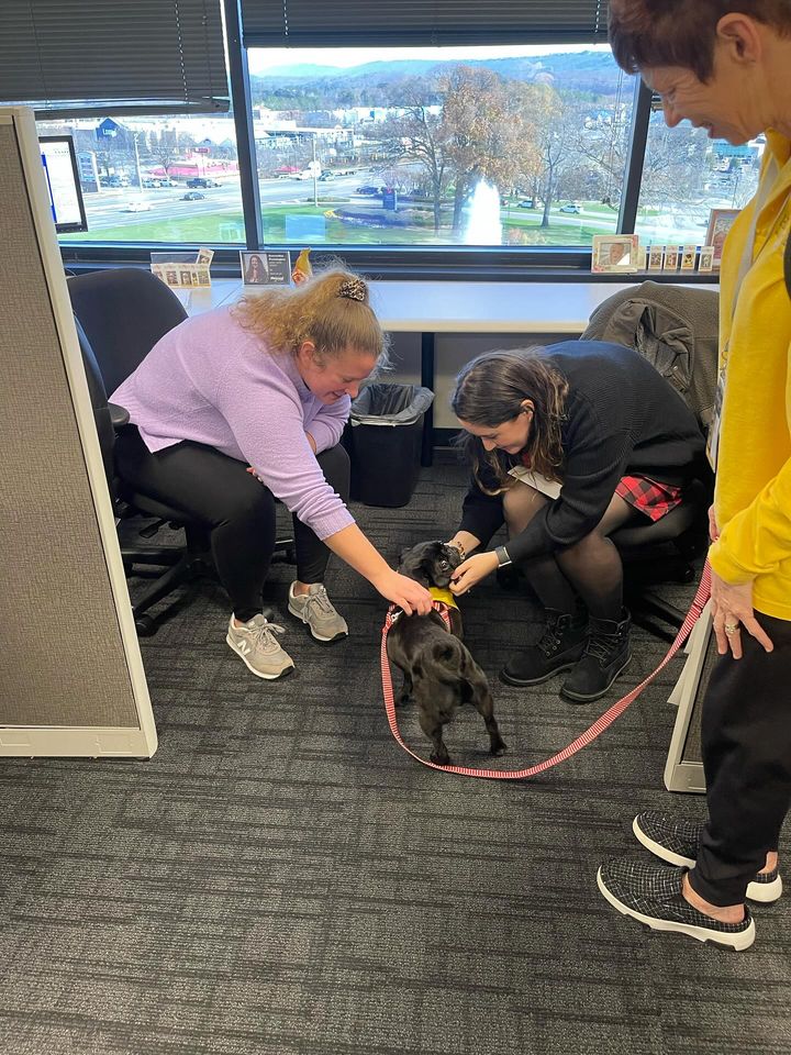 O Romeo, Romeo, wherefore art thou Romeo? Answer: @mcleodsoftware! “I never imagined how helpful it would be to have the pets come through a corporate environment. Hand in Paw is such a blessing!” -April S. #handinpaw #wagsforwellness #therapydog #therapypug #therapydogsofbham