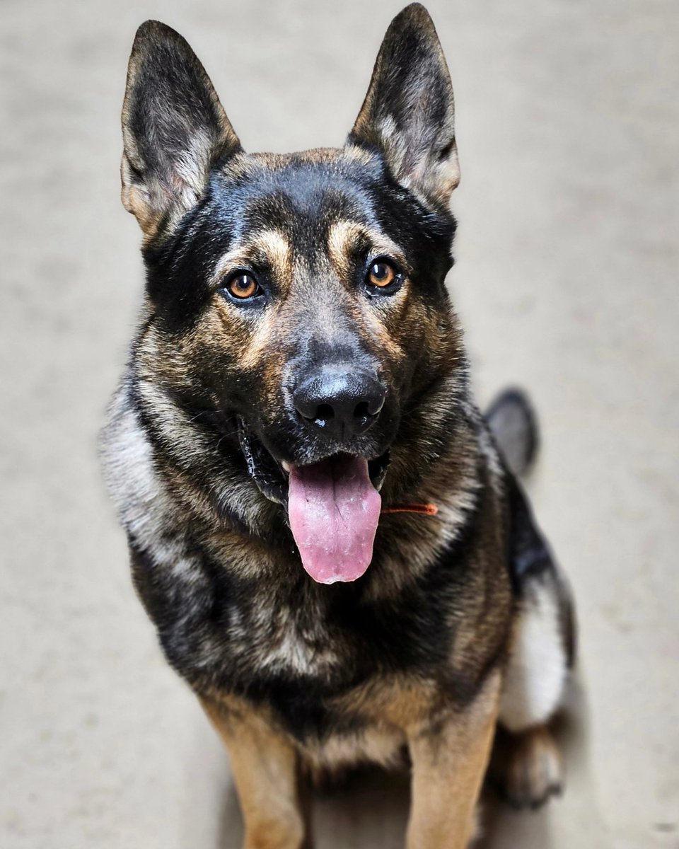 ChelleBeasley8's tweet photo. Sweet Boy! Love my Maximus. #sablegsd https://t.co/7KafAvGlnQ