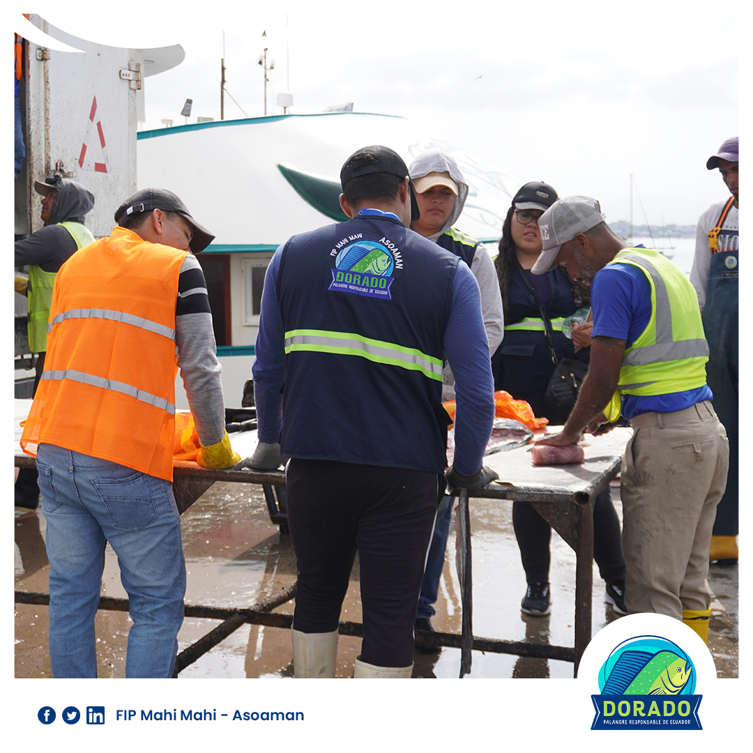 FipMahi_Asoaman's tweet photo. Atentos y muy pendientes de cada movimiento. Desde el capitán de la embarcación, hasta del personal encargado del desembarque de la pesca. Alumnos de la Universidad Laica Eloy Alfaro de Manabí en sus prácticas en el muelle de Manta.
#FIP #ASOAMAN #Prácticas https://t.co/3NVCRxDfMi