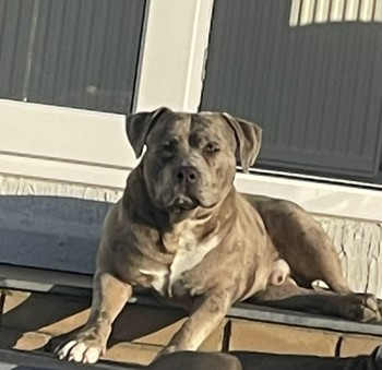 millypod1's tweet photo. 🆘31 DEC 2023 #Lost TYSON #StillMissing
YOUNG Blue Merle American Bulldog Male
#HooksDrove #Murrow nr #ParsonDrove #Wisbech #Cambridgeshire #PE13 PLEASE SHARE😢
https://t.co/UXPbO31cBL https://t.co/GPvGcZqyNE