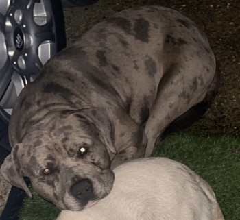 millypod1's tweet photo. 🆘31 DEC 2023 #Lost TYSON #StillMissing
YOUNG Blue Merle American Bulldog Male
#HooksDrove #Murrow nr #ParsonDrove #Wisbech #Cambridgeshire #PE13 PLEASE SHARE😢
https://t.co/UXPbO31cBL https://t.co/GPvGcZqyNE