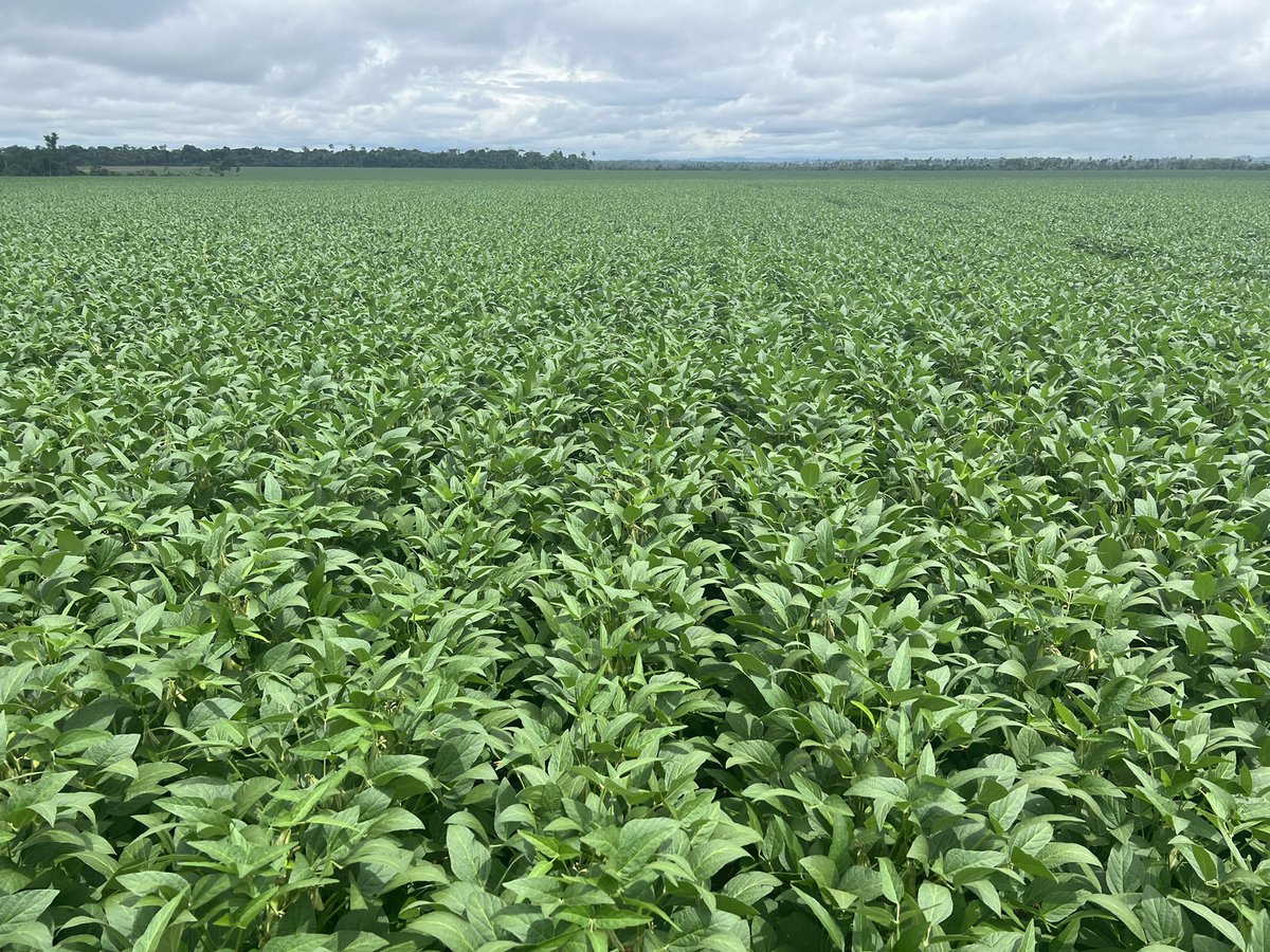 Planted in September, October and November. South of Rondonia.