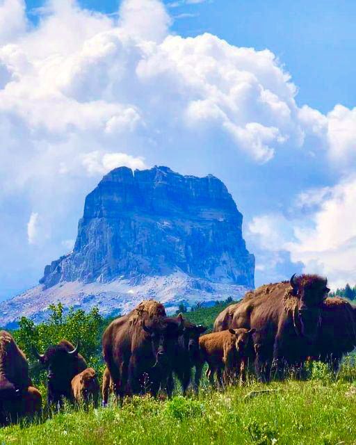 Lakota Man tweet media