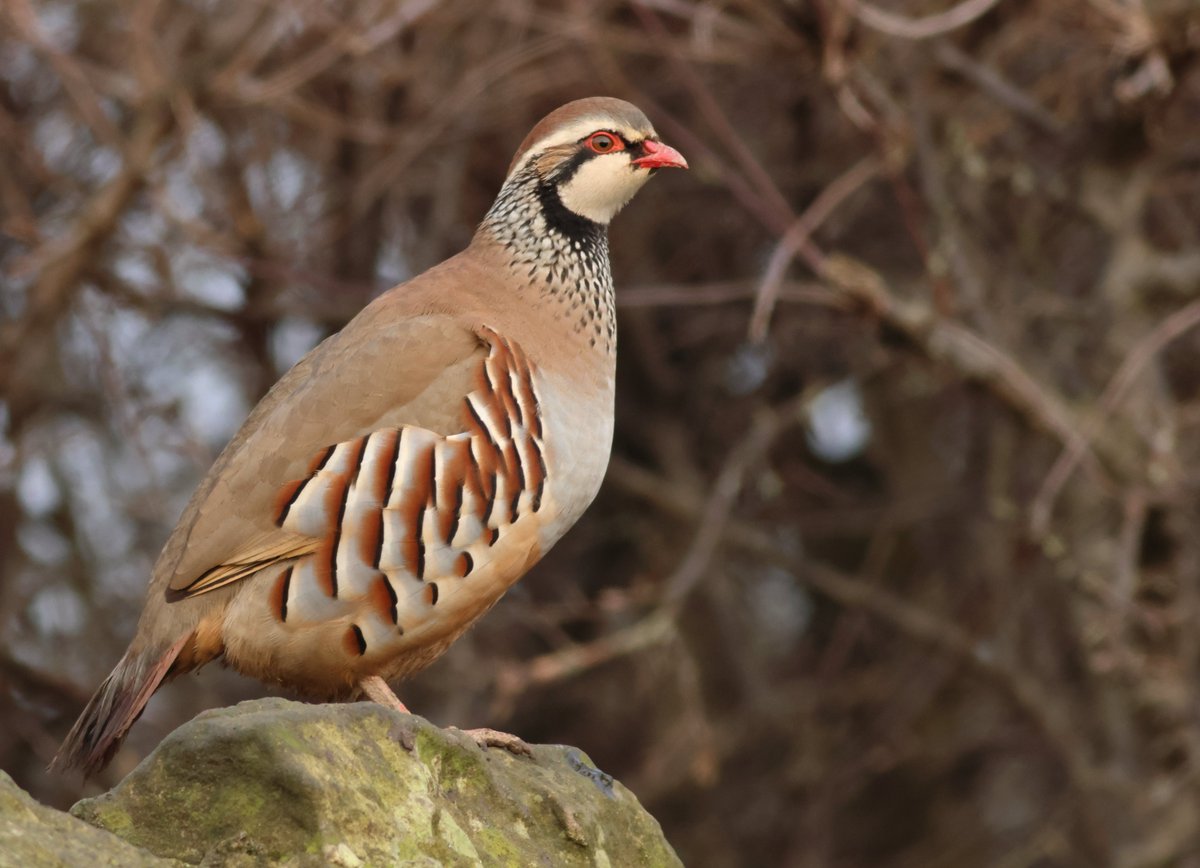 goshawk2's tweet photo. Red-legged Partridges,Northumberland this pm. https://t.co/1SuFtNM20H