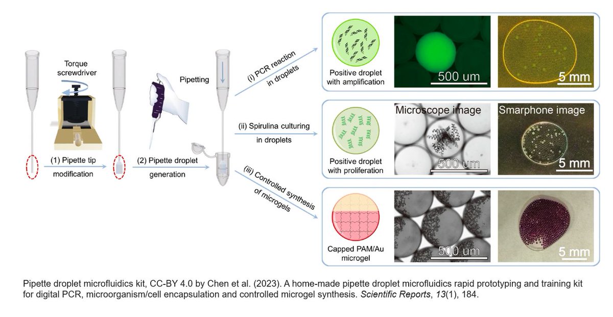 theBentoLab's tweet photo. Here's an article that shows how (semi-) quantitative digital droplet PCR can be done using a homemade microfluidic droplet prototyping toolkit. The authors detected and roughly quantified human GAPDH RNA transcripts using standard PCR laboratory equipment - very cool!

By way of background, digital droplet PCR (ddPCR) is a quantitative PCR method that splits a PCR into many tiny droplet “microreactors”, each containing a maximum of a single DNA molecule if appropriately diluted. After PCR, successful amplicons can be detected using fluorescence and counted to calculate the original concentration of template targets. You can read more about ddPCR here: https://t.co/LQaKppCjwH.

The toolkit developed by Chen et al. (2023) was designed to be an adjustable, easy-to-use, and affordable prototyping system for a wide range of different microfluidic droplet applications, including ddPCR but also single cell assays, drug assays, and antibiotic screening, among many others.

To be useful it needed to be affordable; to produce droplets of consistent and modifiable sizes; have a platform to contain and visualise the droplets; and to allow easy imaging and counting. The authors’ solutions to these requirements included:

⭐A torq screwdriver tool to deform pipette tips so that they could produce droplets as small as 200 µM diameter
⭐A novel shallow-centre imaging surface made from double-sided tape or a 3D printed chip
⭐A microscope or smartphone imaging system to image droplets

As one test of their toolkit, Chen et al. (2023) created droplets as microreactors for reverse transcriptase ddPCR, aiming to quantify the concentration of human GAPDH RNA transcripts in their samples.

Although the method was not as accurate as a commercial ddPCR machine, they considered the method to be “sufficient for rough quantification and accurate detection for low-target concentration samples", which is impressive for a homemade kit!

This flexible system was also shown to be useful for other applications, specifically droplet encapsulation and culturing of Spirula algae in microgel droplets, and the controlled synthesis of capped polyacrylamide/gold composite microgels.

It could also potentially be used for other PCR-related applications, such as single-molecule PCR, or for emulsion PCR to reduce artifacts and biases during metabarcoding.

I can see this being something that might work well with Bento Lab's PCR and transillumination system, especially if you already have a microscope with a digital camera to do the imaging. So I'd love to give this a go in this coming year!

You can find the article below, plus a figure from their article showing the different applications they tested:

Chen et al. (2023). A home-made pipette droplet microfluidics rapid prototyping and training kit for digital PCR, microorganism/cell encapsulation and controlled microgel synthesis. Scientific Reports, 13(1), 184.
https://t.co/sgjT2u1Gt9