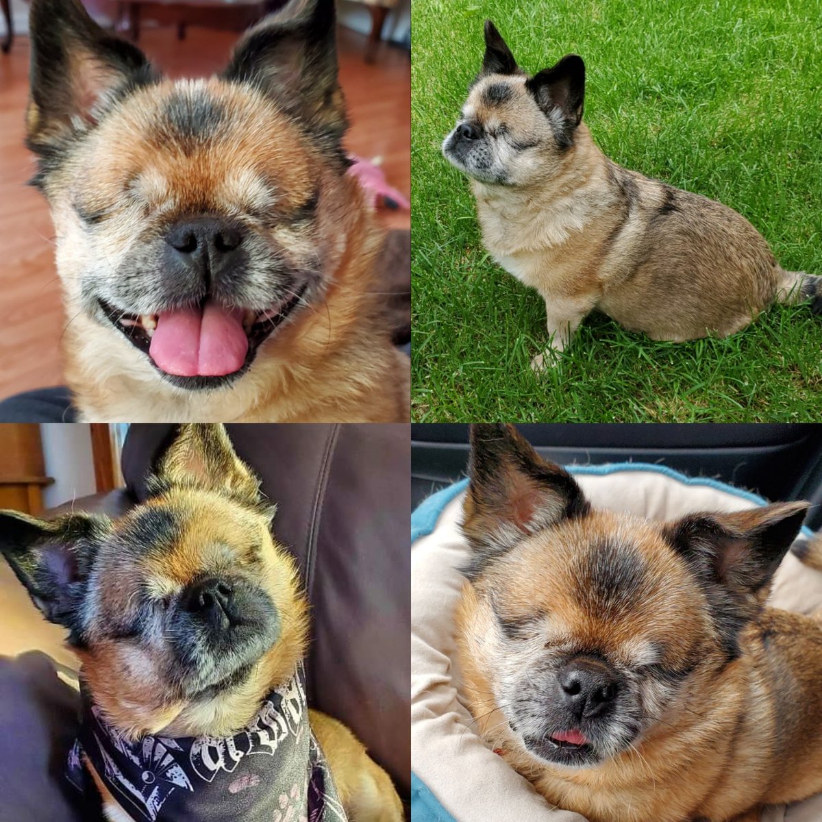 Bexora_BC's tweet photo. @TVext This is my Angel. 🥰 She'll be 16 this year https://t.co/SdQ9nzQmUZ