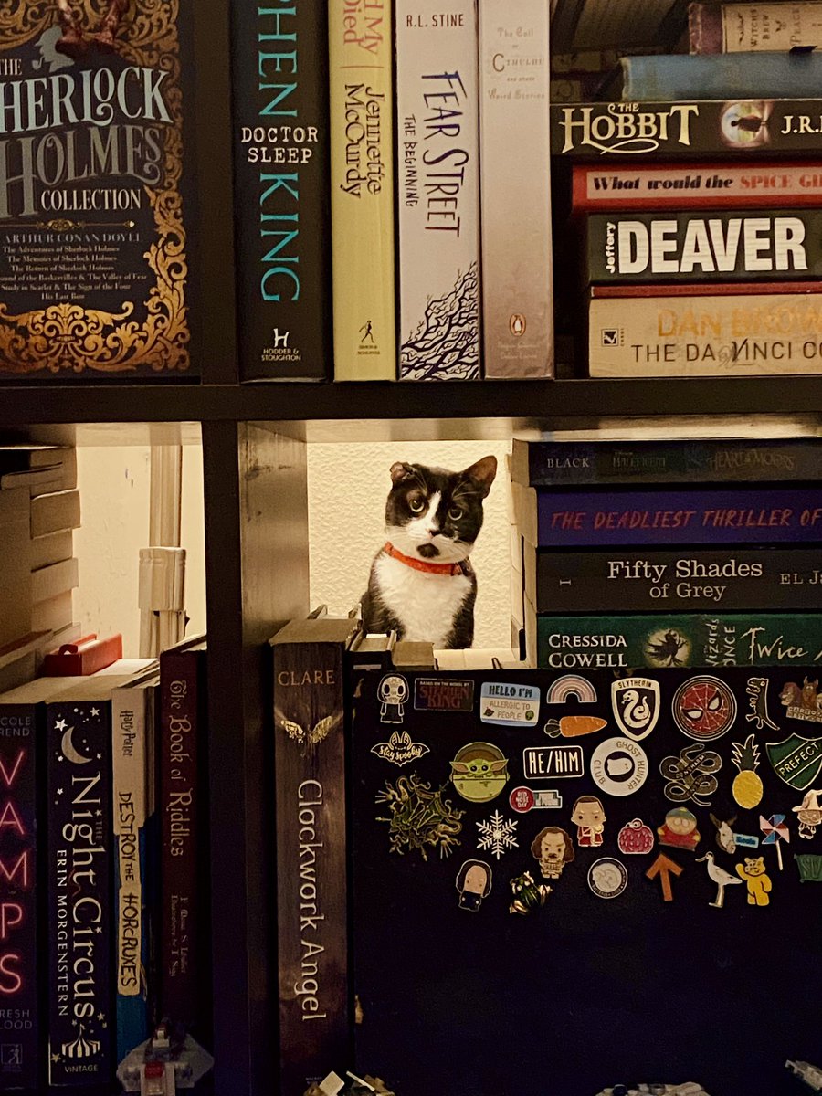 codydknight's tweet photo. I look up from my laptop to see this…
.

#writer #WritingCommunity #writing #WriterCommunity #writersoftwitter #cat #cats #bookwriting https://t.co/8T78rrDso0