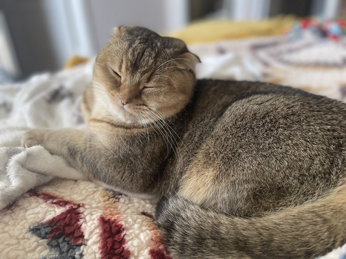 My sweet golden boy this morning. Just sending you a moments worth of cuteness to help your TL.