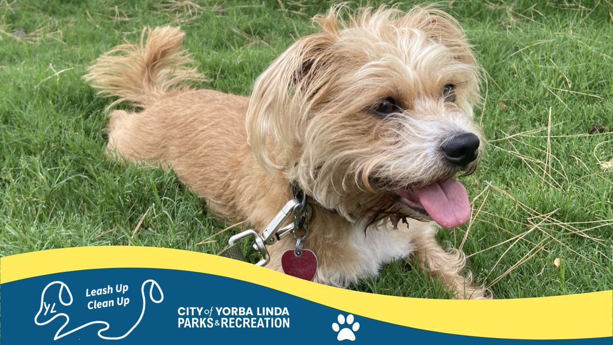 Kylo the mutt mix wants to remind you to #LeashUpCleanUpYL! If you plan on visiting our gorgeous Yorba Linda parks with your furry friends, please ensure they are leashed, pick up their waste, and dispose of it properly at one of our designated waste stations. We thank you!