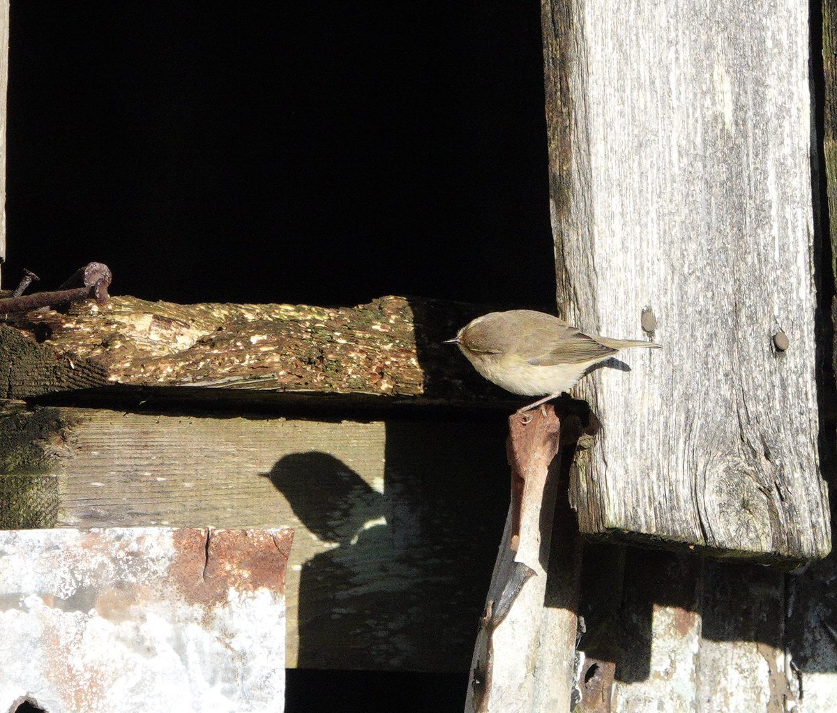 lynda_lambert's tweet photo. Hello , you are on my patch
#Chiffchaff #Middlebere https://t.co/7BhJWEm01E