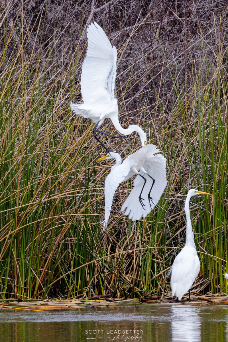 ScottLeadbette6's tweet photo. Wildlife https://t.co/rgbFledk5v