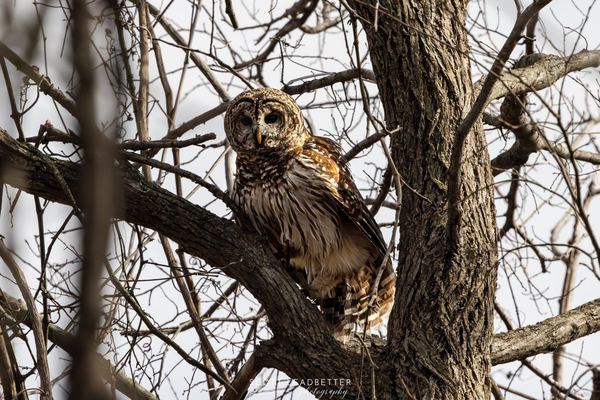ScottLeadbette6's tweet photo. Wildlife https://t.co/rgbFledk5v