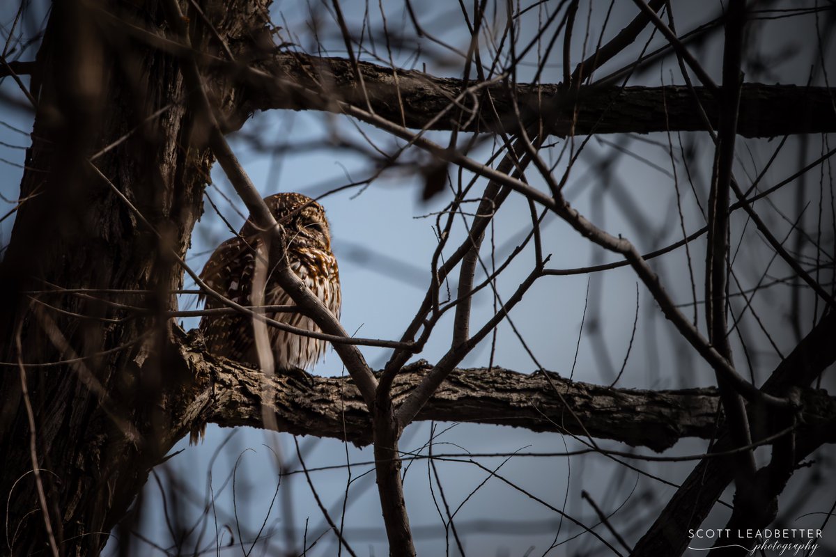 ScottLeadbette6's tweet photo. Wildlife https://t.co/rgbFledk5v