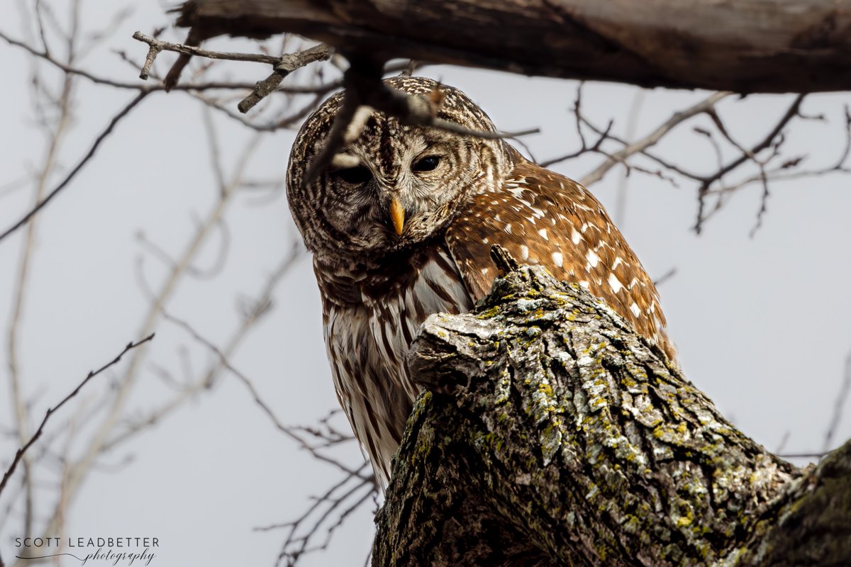 ScottLeadbette6's tweet photo. Wildlife https://t.co/jxp31TQ5EV