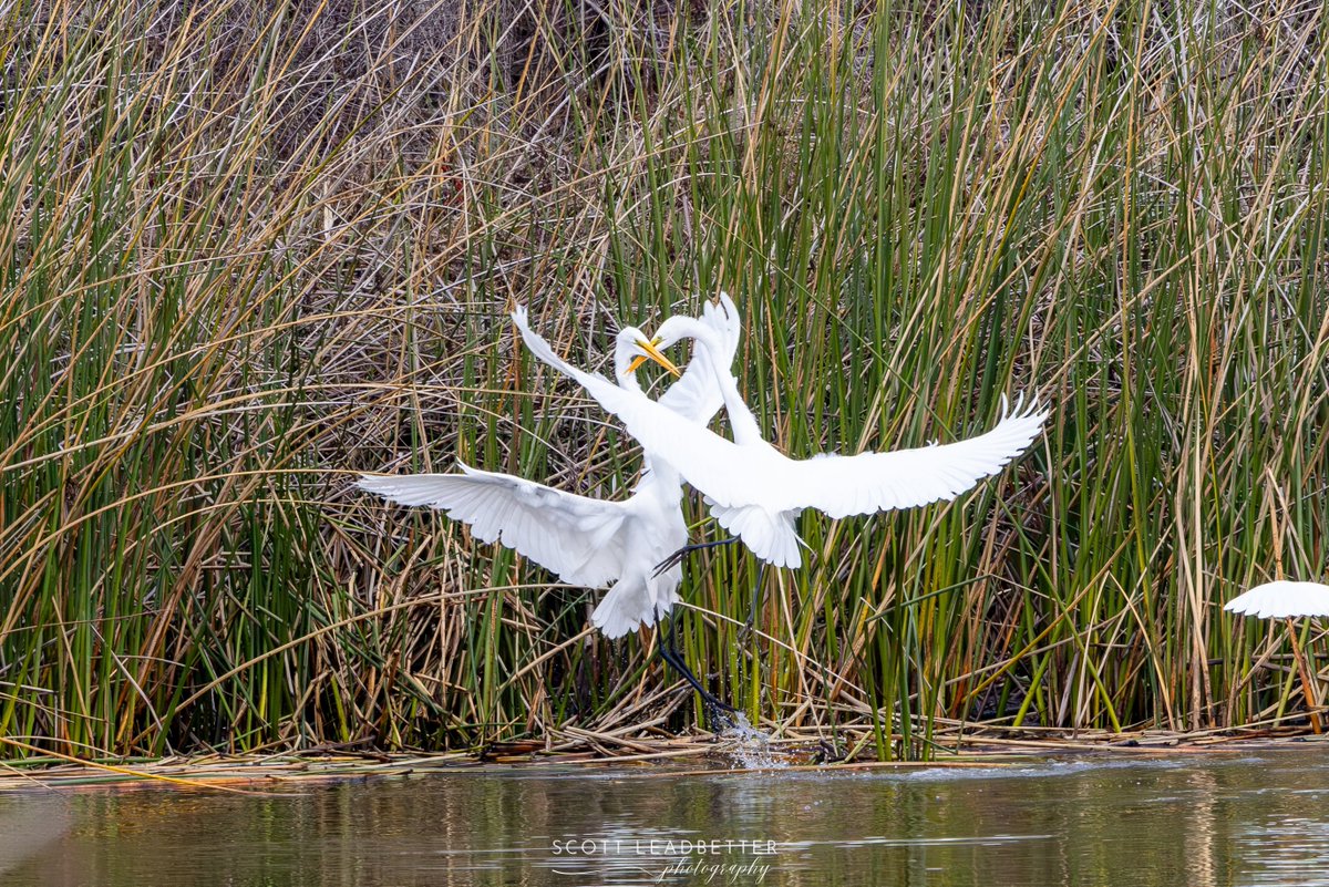 ScottLeadbette6's tweet photo. Wildlife https://t.co/jxp31TQ5EV