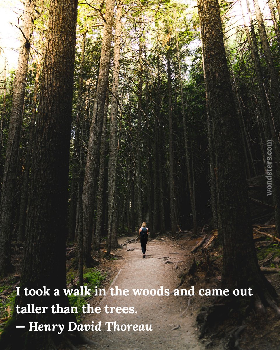 wondsters's tweet photo. I took a walk in the woods and came out taller than the trees.
— Henry David Thoreau https://t.co/8S4SutrncQ